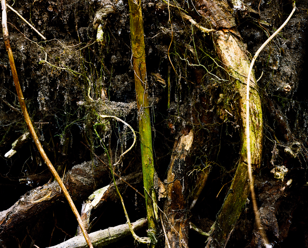 Roots Alna by Bjørnar Øvrebø